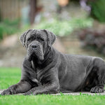 Cane Corso