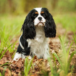 Cavalier King Charles