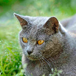 Chat Chartreux au pelage gris et aux yeux ambrés, allongé dans l’herbe.