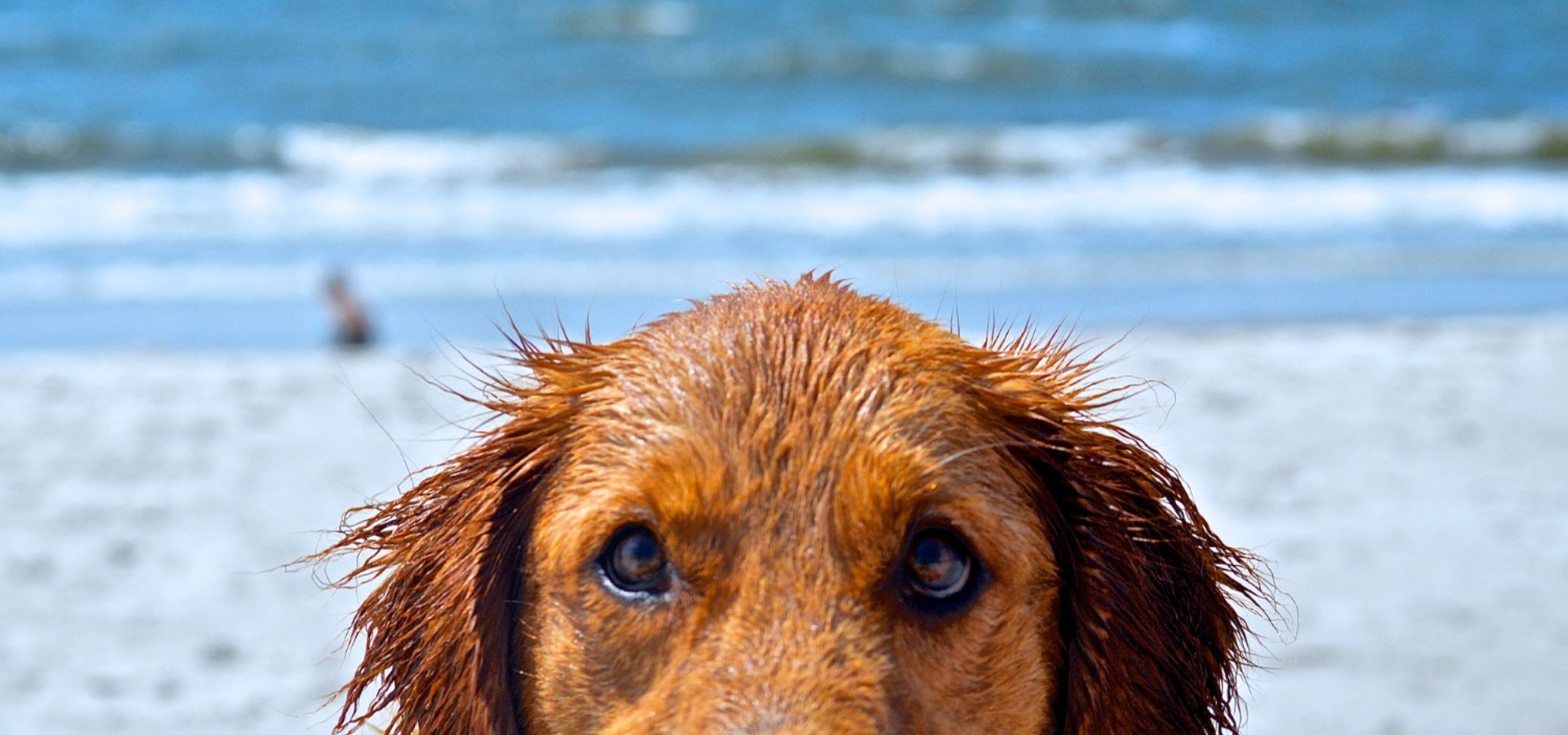 Gros plan d’un chien au pelage mouillé sur une plage, avec la mer et les vagues floues en arrière-plan.
