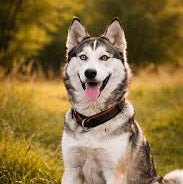 Chien Husky sibérien au pelage gris et blanc, assis dans l’herbe avec la langue sortie.