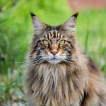 Chat Maine Coon à poils longs au pelage brun tigré, assis dans l’herbe.