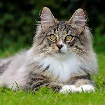 Chat Norvégien à poils longs au pelage tigré gris, allongé dans l’herbe.