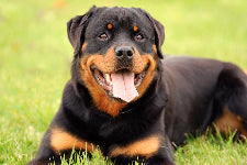 Rottweiler