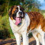 Saint Bernard