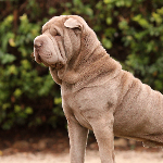 Sharpei
