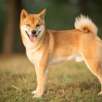 Shiba Inu