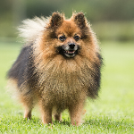 Spitz Nain