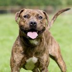 Staffie