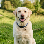  Labrador Retriever
