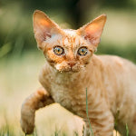 Chat Devon Rex au pelage ondulé fauve, aux grandes oreilles et aux yeux verts, marchant dans l’herbe.