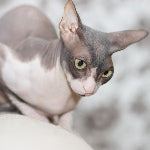 Chat Donskoy au pelage presque nu gris et blanc, aux grandes oreilles.