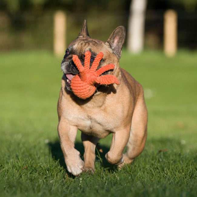 Jouet pieuvre pour chien