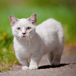 Chat Munchkin au pelage blanc et aux pattes courtes, marchant sur un chemin avec un fond végétal flou.