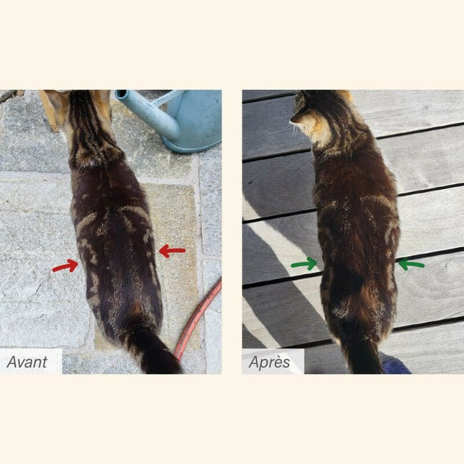  Obesité | Chat en surpoids ou obèsePro-Nutrition Flatazor 3