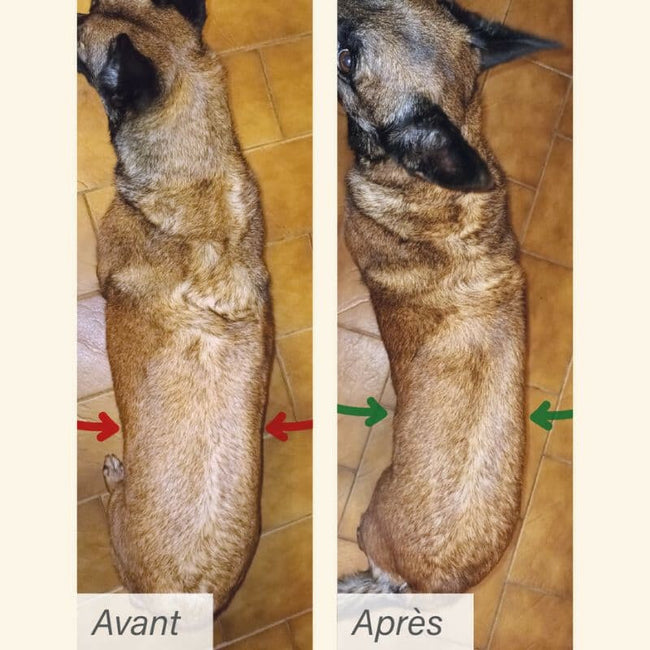  Obesité | Chien en surpoids ou obèsePro-Nutrition Flatazor 5