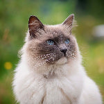 Chat Ragdoll au pelage crème et brun, aux yeux bleus, assis en extérieur avec un fond végétal flou.