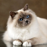 Chat de la race sacré de Birmanie à poils longs au pelage crème et brun avec des yeux bleus, allongé et regardant vers l’objectif.
