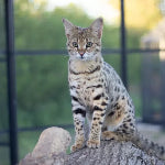 Chat Savannah au pelage tacheté, assis sur un tronc.