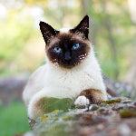 Chat siamois au pelage crème et aux extrémités foncées, aux yeux bleus, allongé sur un tronc d’arbre.