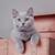 croquettes British Shorthair