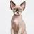 croquettes Devon Rex