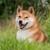 croquettes Shiba Inu