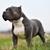 croquettes American Bully