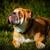 croquettes Bouledogue Anglais