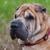 croquettes Sharpei