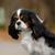 croquettes Cavalier King Charles