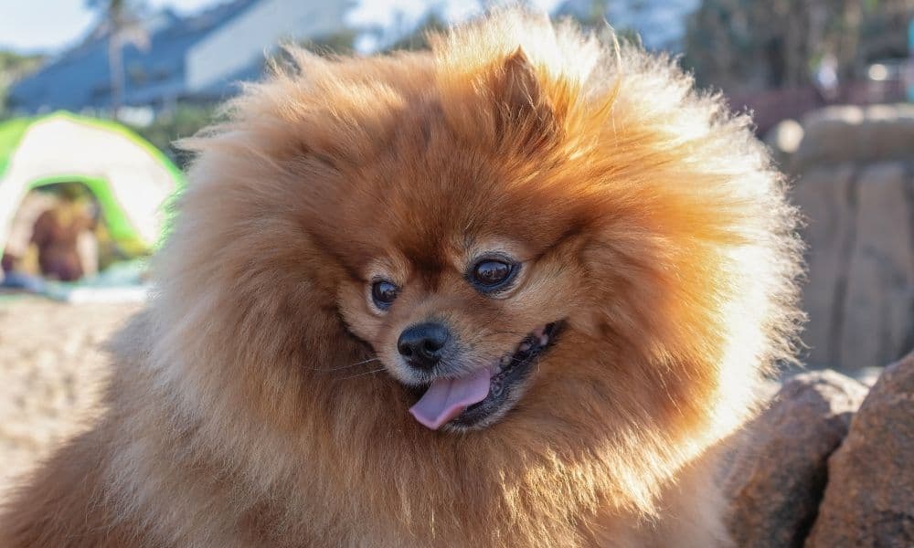 Spitz Nain