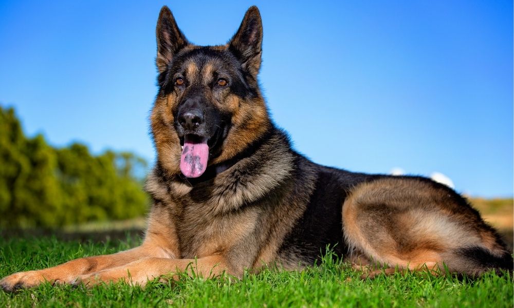 Berger Allemand