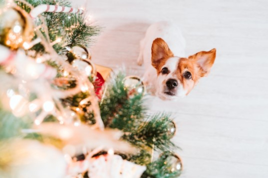 Chien_noël