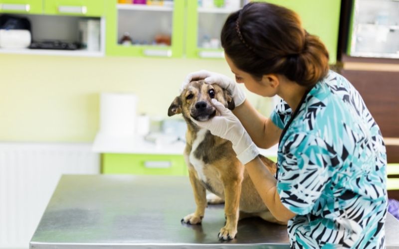 Vétérinaire soignant l'oeuil d'un chien