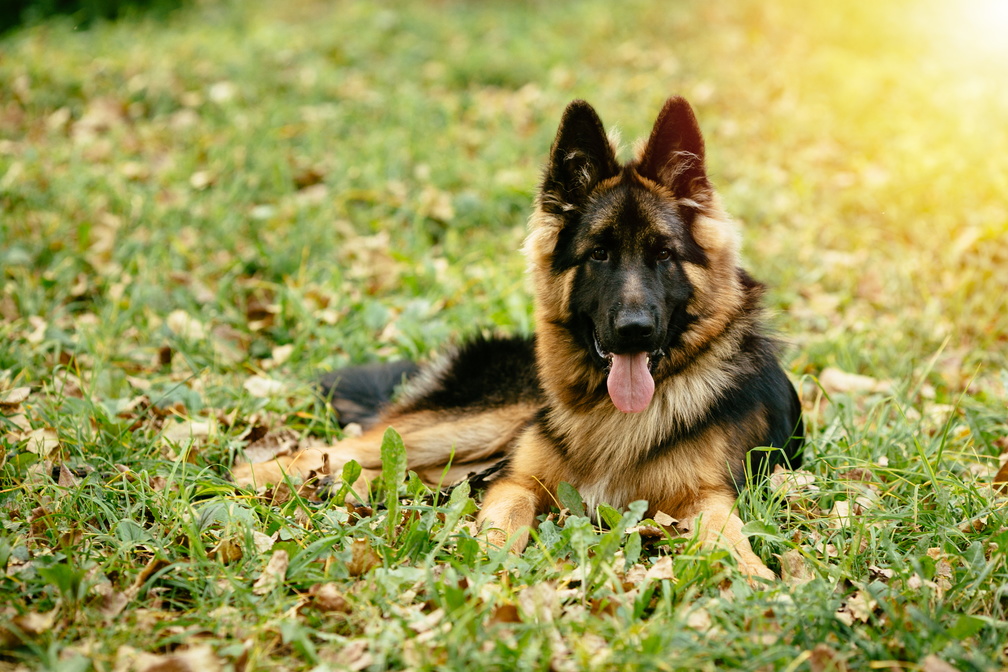 Adopter un Berger Allemand que faut-il savoir ?