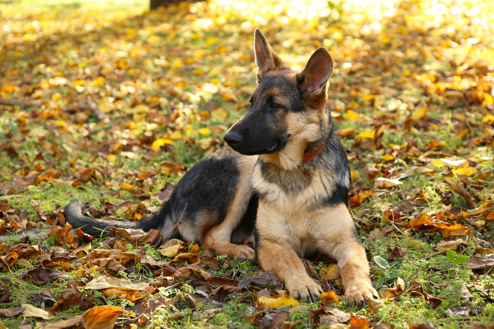 Berger Allemand dans l'herbe