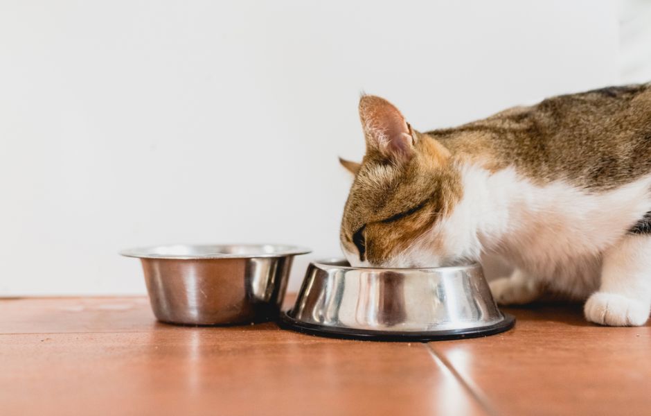 Chat mangeant de la pâtée pour chats Pure Life Wet au saumon