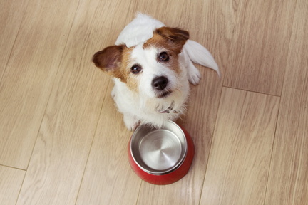 Chien qui à faim