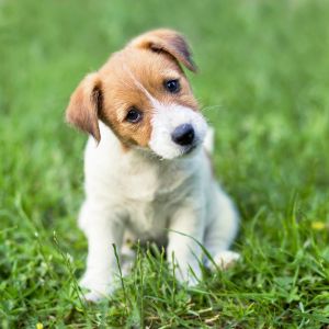 Chiot