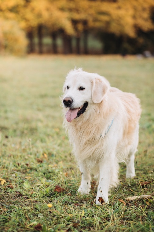 Golden Retriever assis