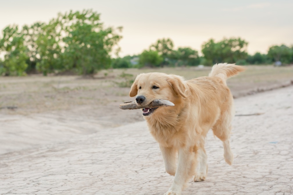 Golden Retriever qui joue