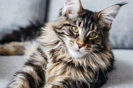 Maine Coon Bicolore