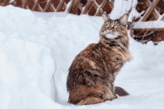 Maine Coon dans la neige
