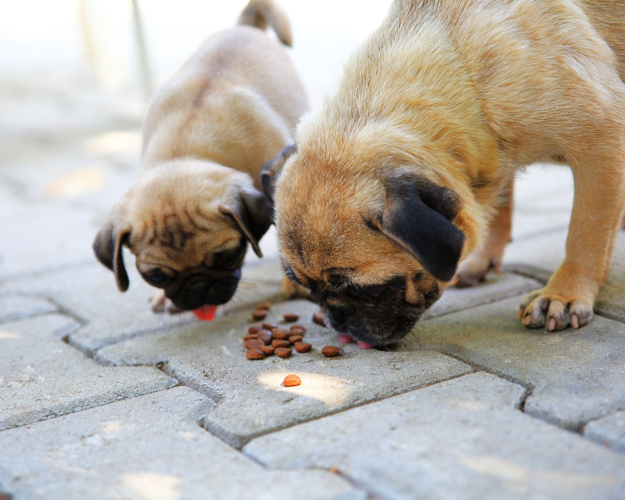 Quel aliment grain free pour petit animal de compagnie