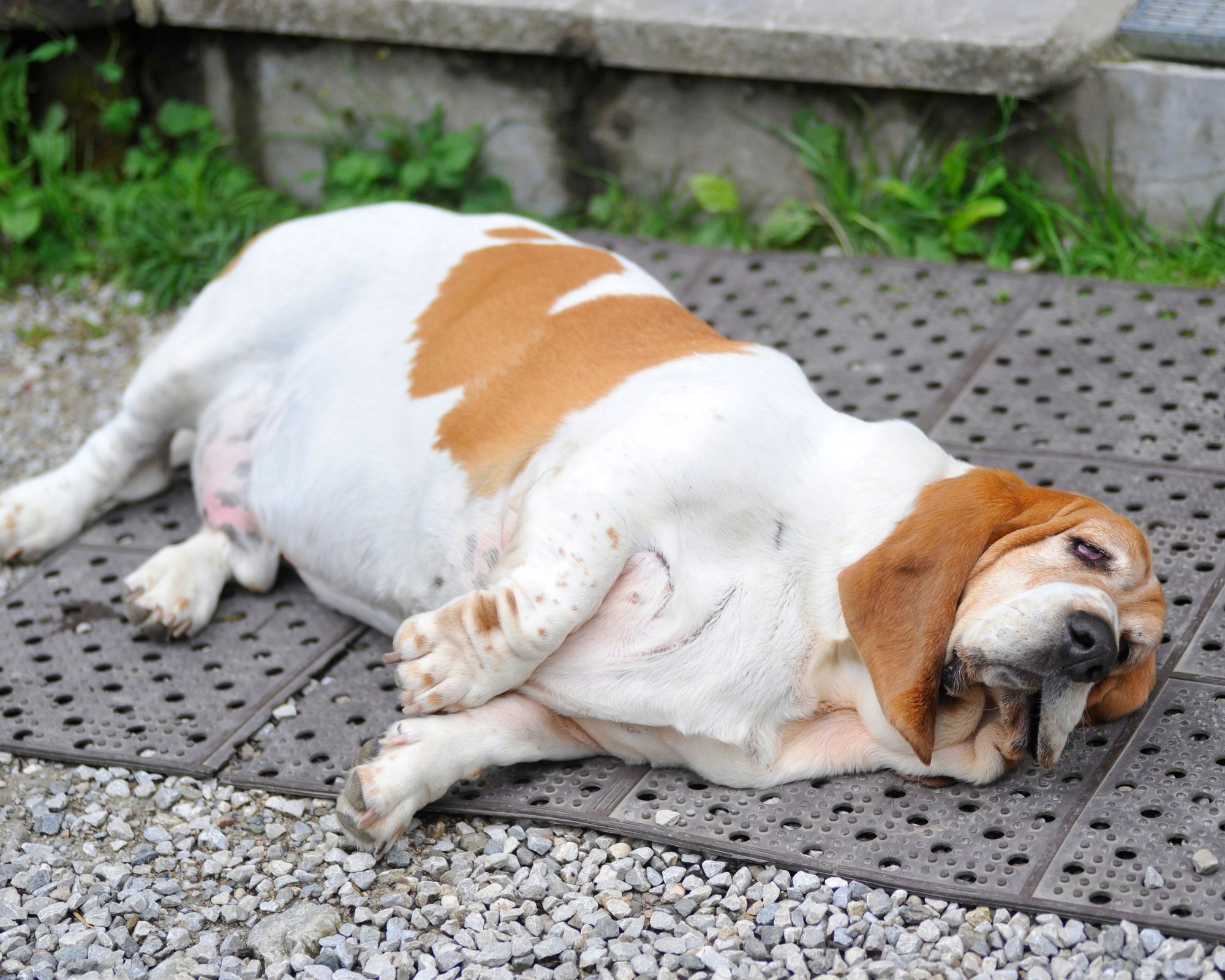 Croquettes grain free pour chien stérilisé en surpoids : quel intérêt ?