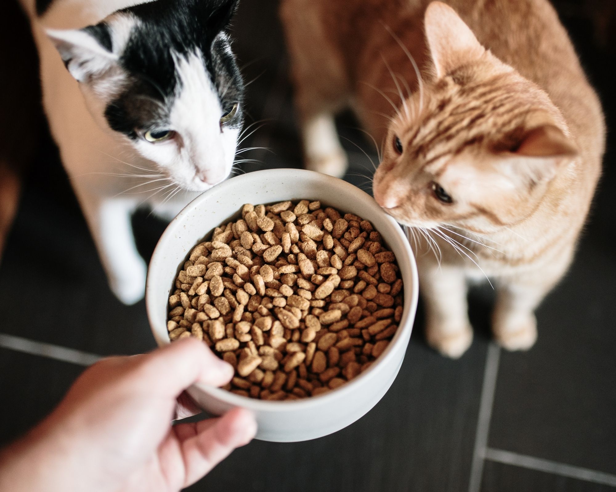 Croquettes gluten free pour chat stérilisé : Quel avantage ?