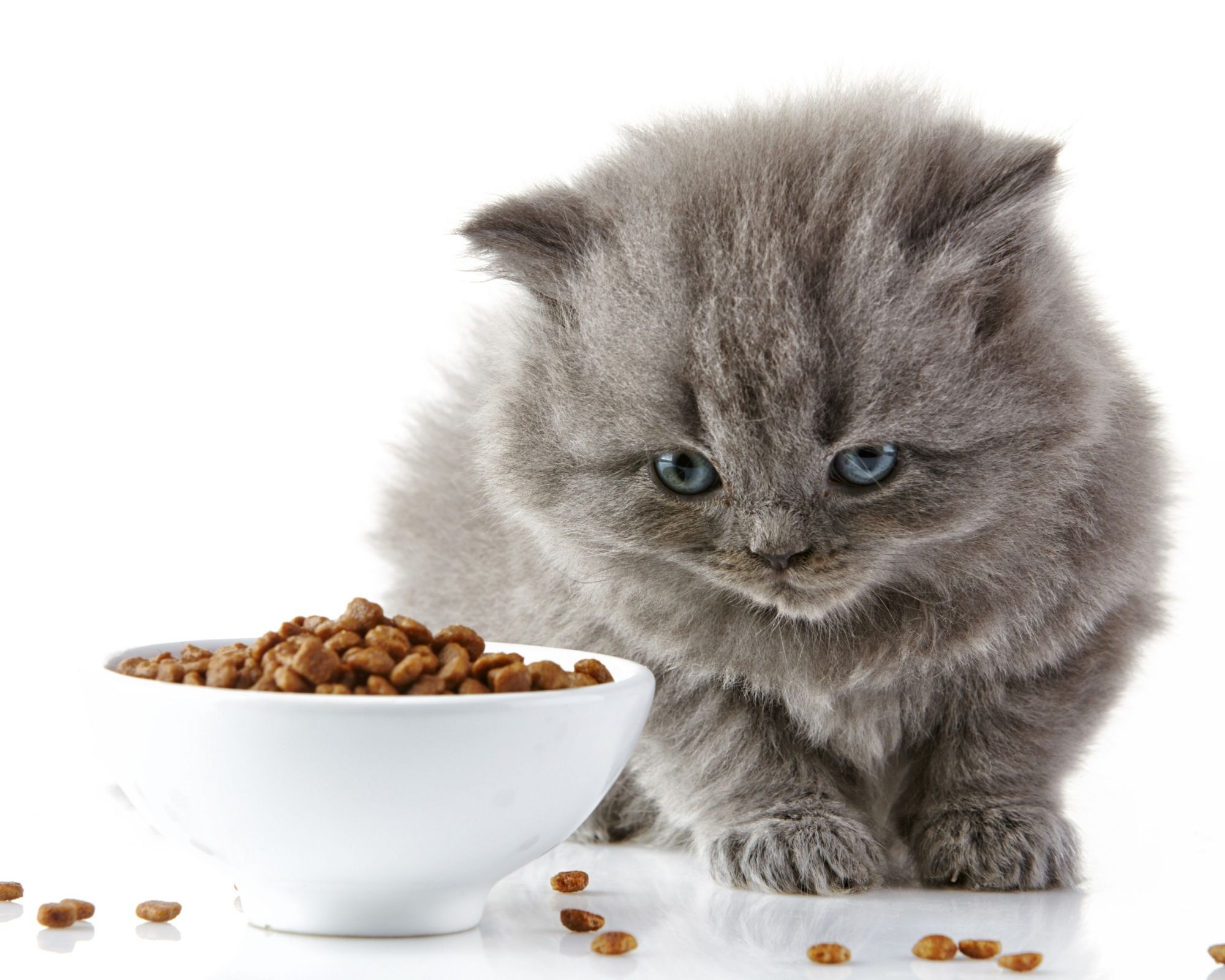 Croquettes sans céréales : Quels avantages pour les chatons ?