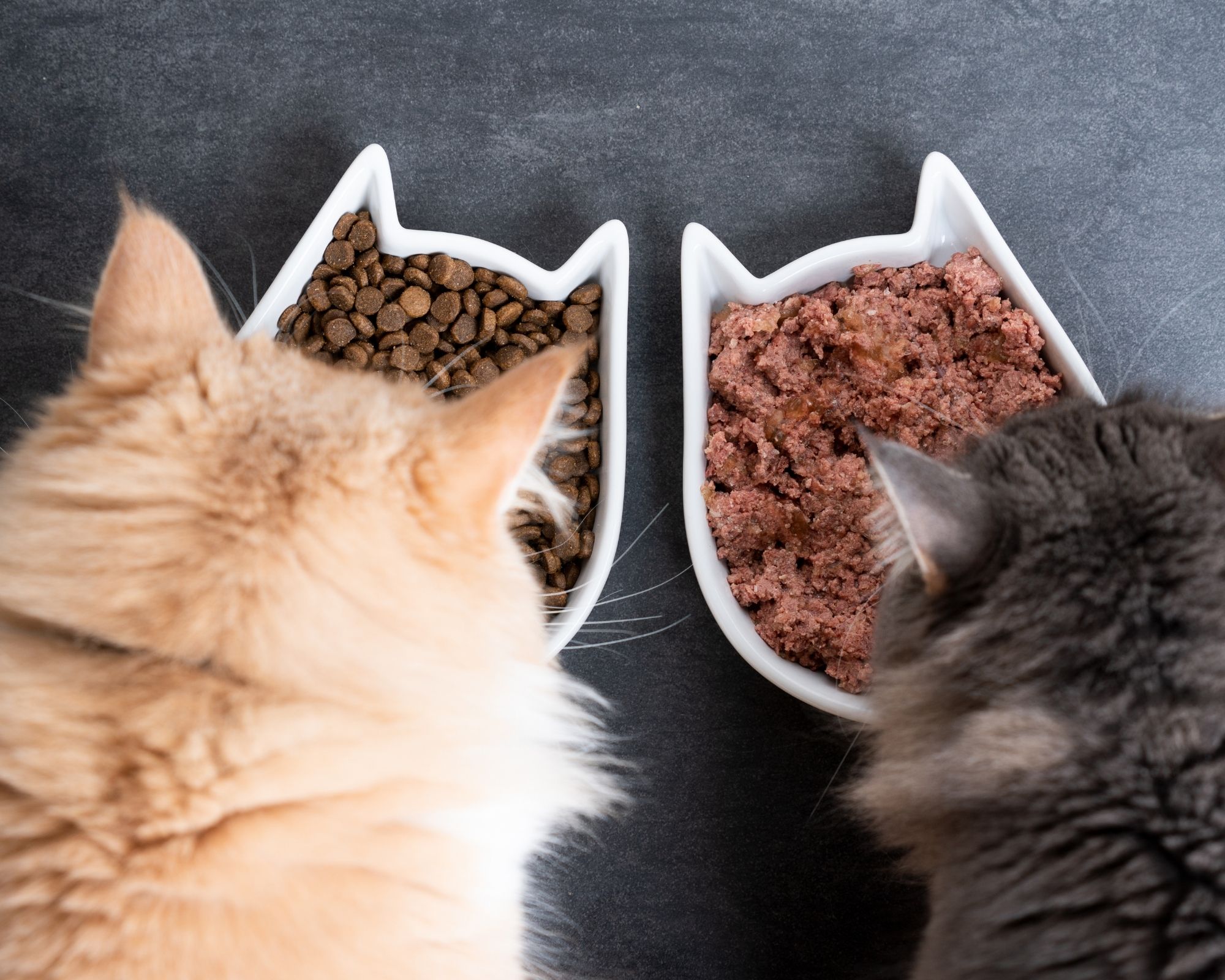 Comment reconnaître des bonnes croquettes premium sans céréales pour chats ?
