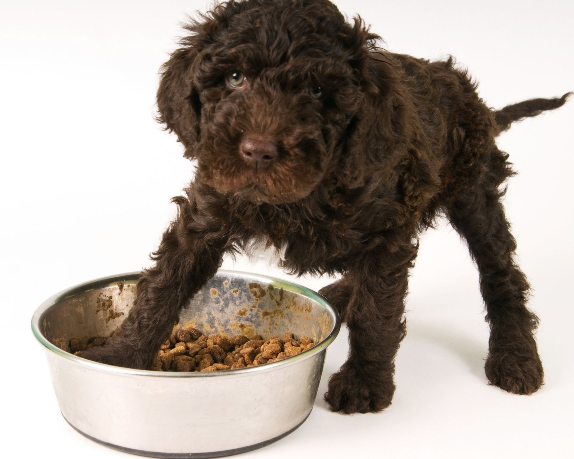 Quel croquettes sans céréales pour chiots ?